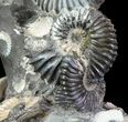 Gorgeous, Tall Iridescent Ammonite Cluster - Russia #78533-3